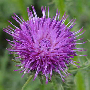 Flower of Welted Thistle