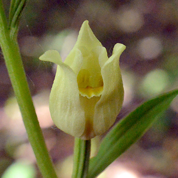 Flower of White Helleborine