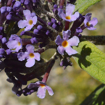Flower of Buddleia