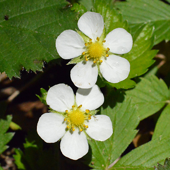Flower of Woodland Strawberry 