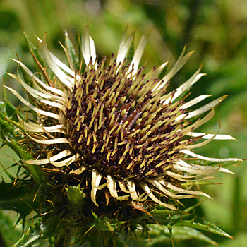 Flower of Carline Thistle