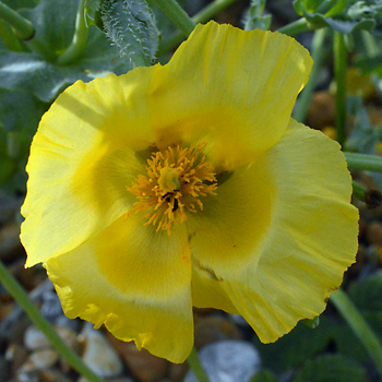 Flower of Yellow Horned Poppy
