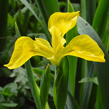 Flower of Yellow Iris, Yellow Flag
