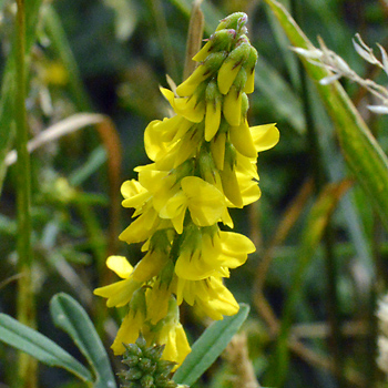 Flower of Yellow Melilot