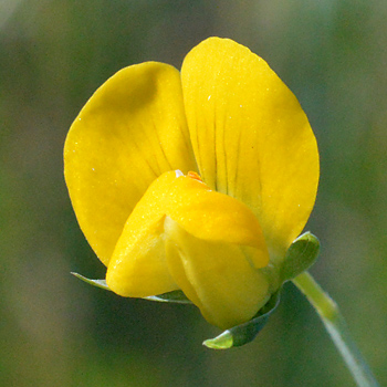 Flower of Yellow Vetchling 