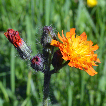 Flower of Fox-and-Cubs