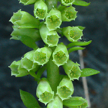 Flower of Navelwort