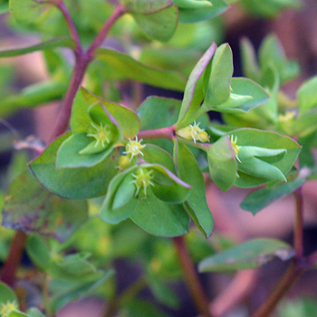 Flower of Petty Spurge
