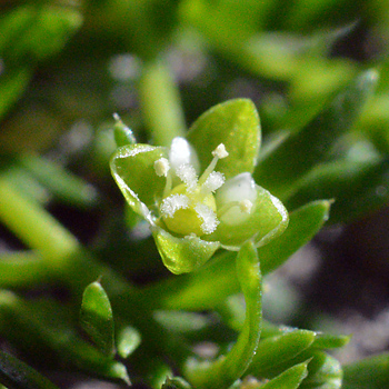Flower of Procumbent Pearlwort