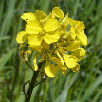 Flower of Charlock Mustard
