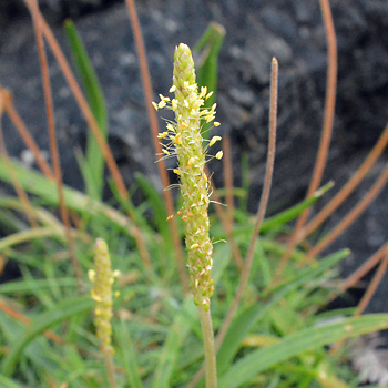 Flower of Sea Plantain