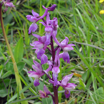 Flower of Early Purple Orchid