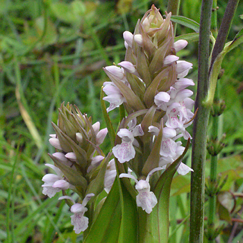 Flower of Early Marsh Orchid
