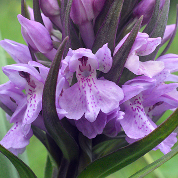Flower of Southern Marsh Orchid