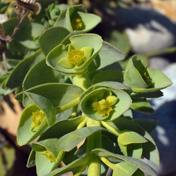Flower of Sea Spurge