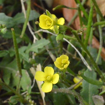 Flower of Annual Wall-Rocket