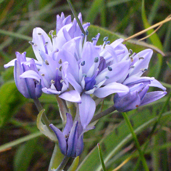 Flower of Spring Squill