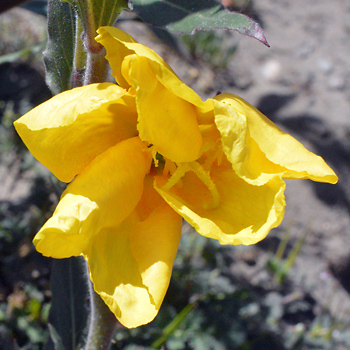 Flower of Sand Primrose