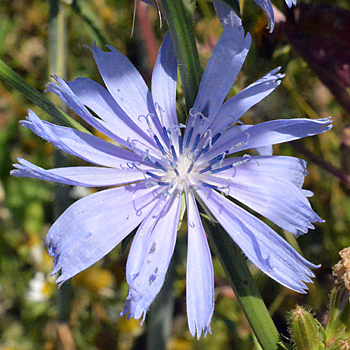 Flower of Wild Chicory
