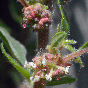 Flower of Pellitory-of-the-Wall