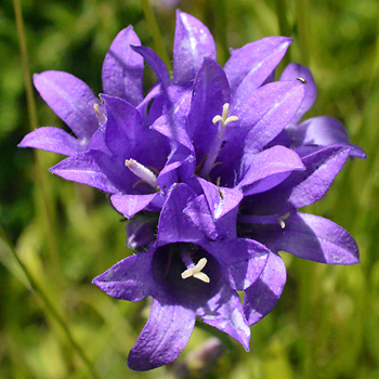 Flower of Clustered Bellflower 