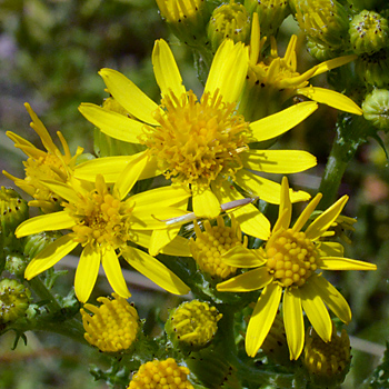 Flower of Common Ragwort
