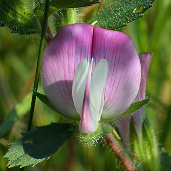 Flower of Common Restharrow 