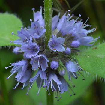 Flower of Wild Mint