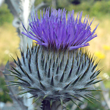 Flower of Cotton Thistle