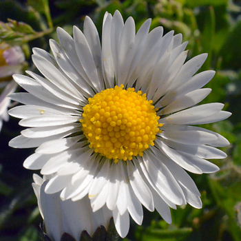 Flower of Common Daisy