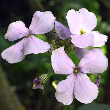 Flower of Dame's Violet