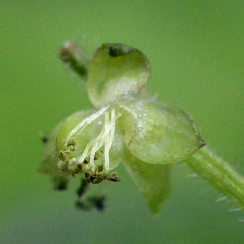 Flower of Dog's Mercury 