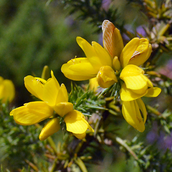 Flower of Dwarf Gorse 