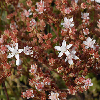Flower of English Stonecrop