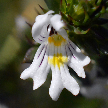 Flower of Eyebright  