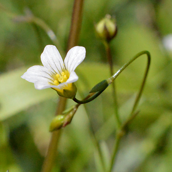 Flower of Fairy Flax 
