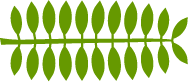 Alternative Leaf Shape is Pinnate
