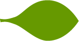 Leaf Shape is Rounded