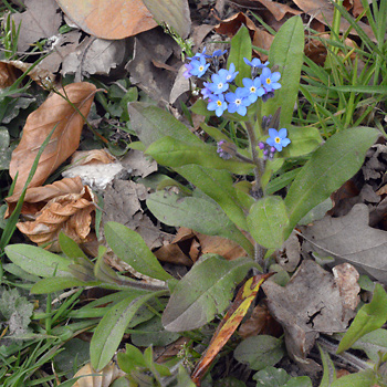 Leaf of Wood Forget-Me-Not  