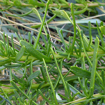 Leaf of Golden Samphire 