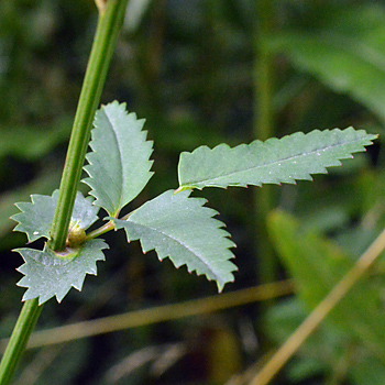Leaf of Great Burnet 