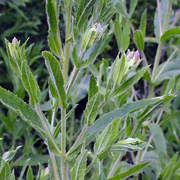 Leaf of Great Willowherb