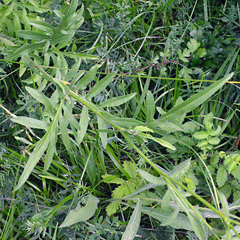 Leaf of Greater Knapweed