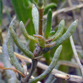 Leaf of Greater Sea-Spurrey 