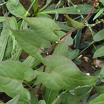 Leaf of Black Bindweed