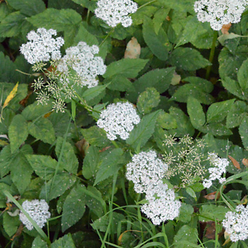 Leaf of Ground Elder