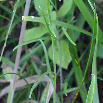 Leaf of Harebell