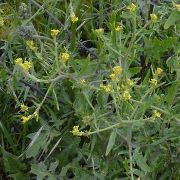 Leaf of Common Hedge Mustard