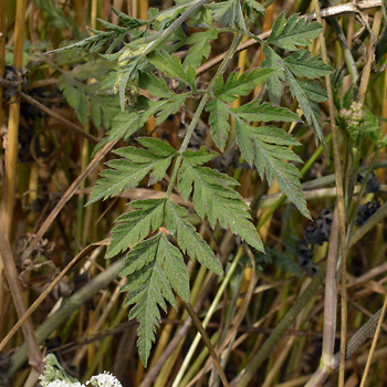Leaf of Upright Hedge Parsley 
