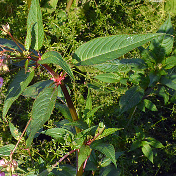 Leaf of Himalayan Balsam